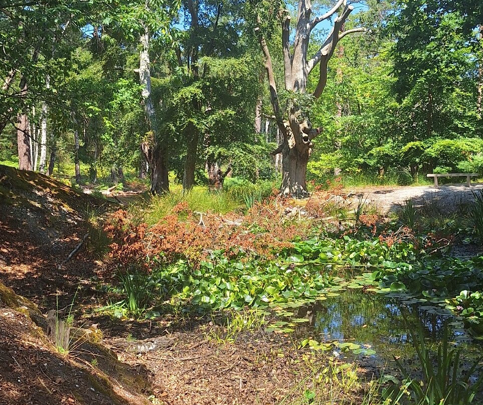 Brownsea Island-普尔必去景点