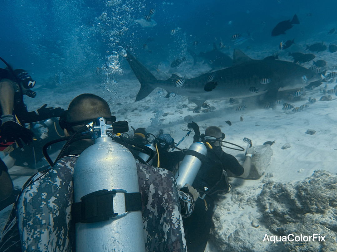 Pelagic Divers Fuvahmulah-Fuvahmulah必去景点