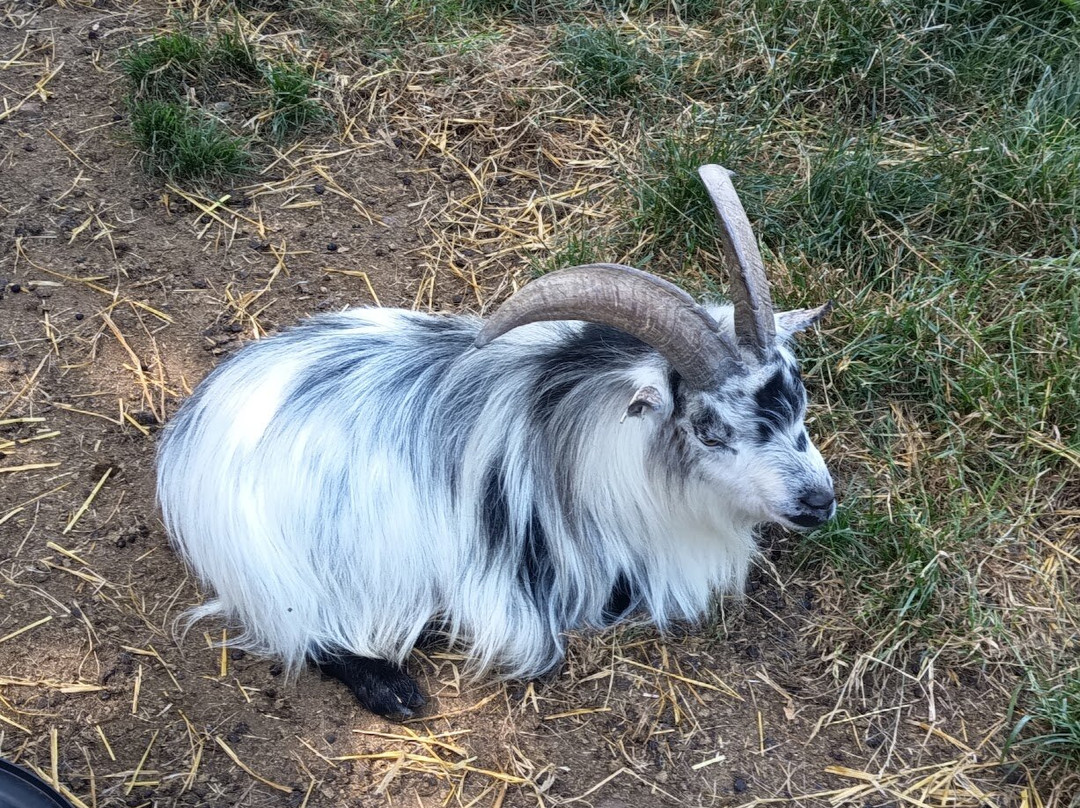 Woolley Animals Farm Park-Winkleigh必去景点