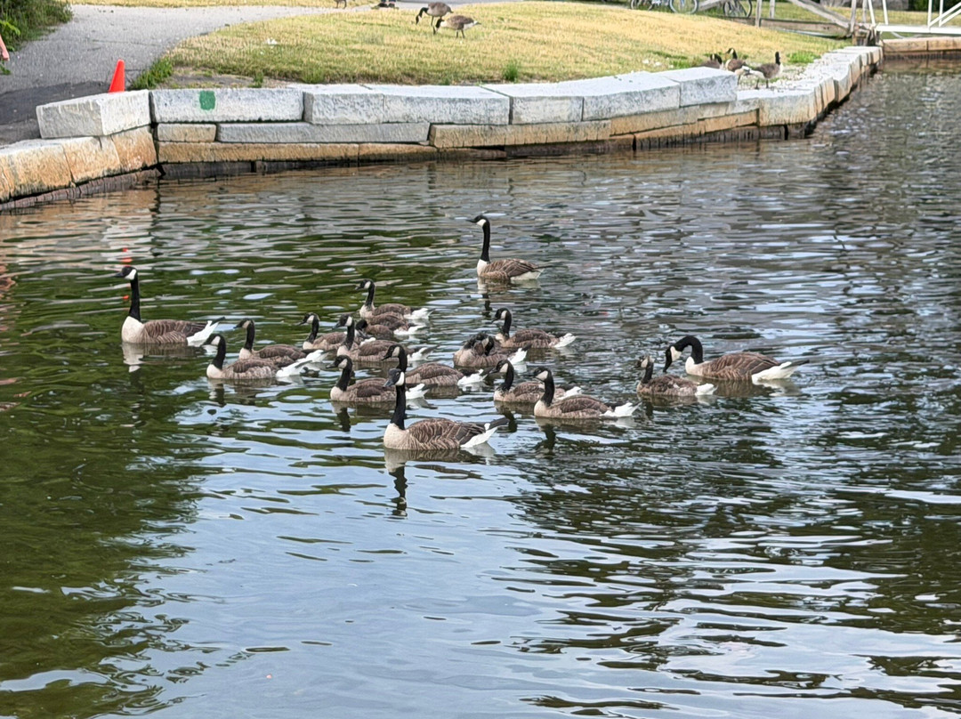 Camden Harbor Park and Amphitheatre-卡姆登必去景点