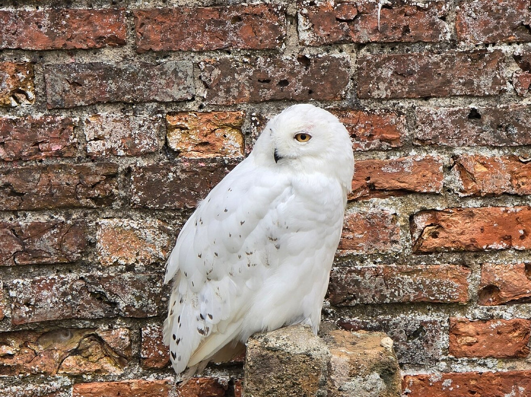 Scottish Owl Centre-Whitburn必去景点