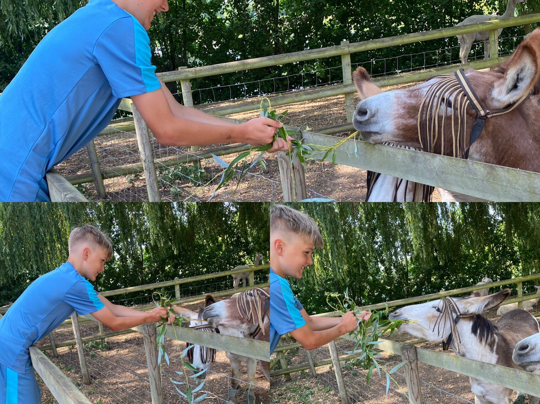 Millets Farm Falconry Centre-弗里福德希斯必去景点