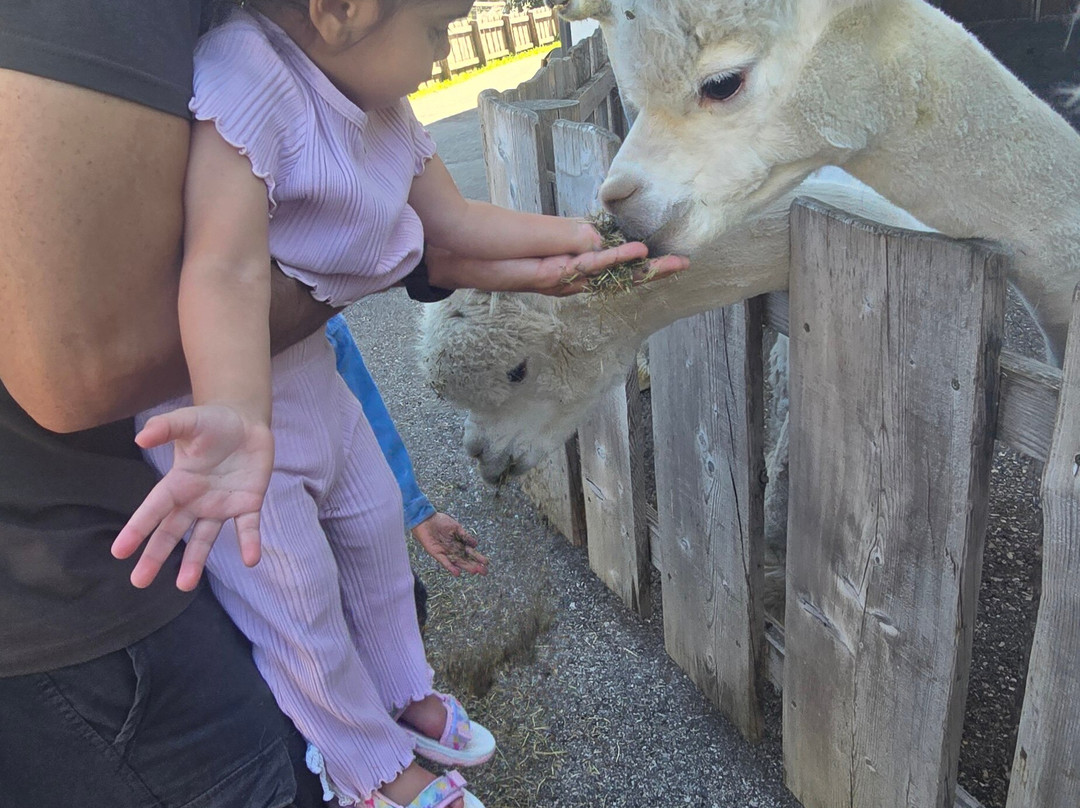 Gardena Valley Alpacas-Santa Cristina Valgardena必去景点