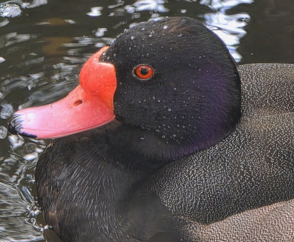 WWT Washington Wetland Centre-Washington必去景点