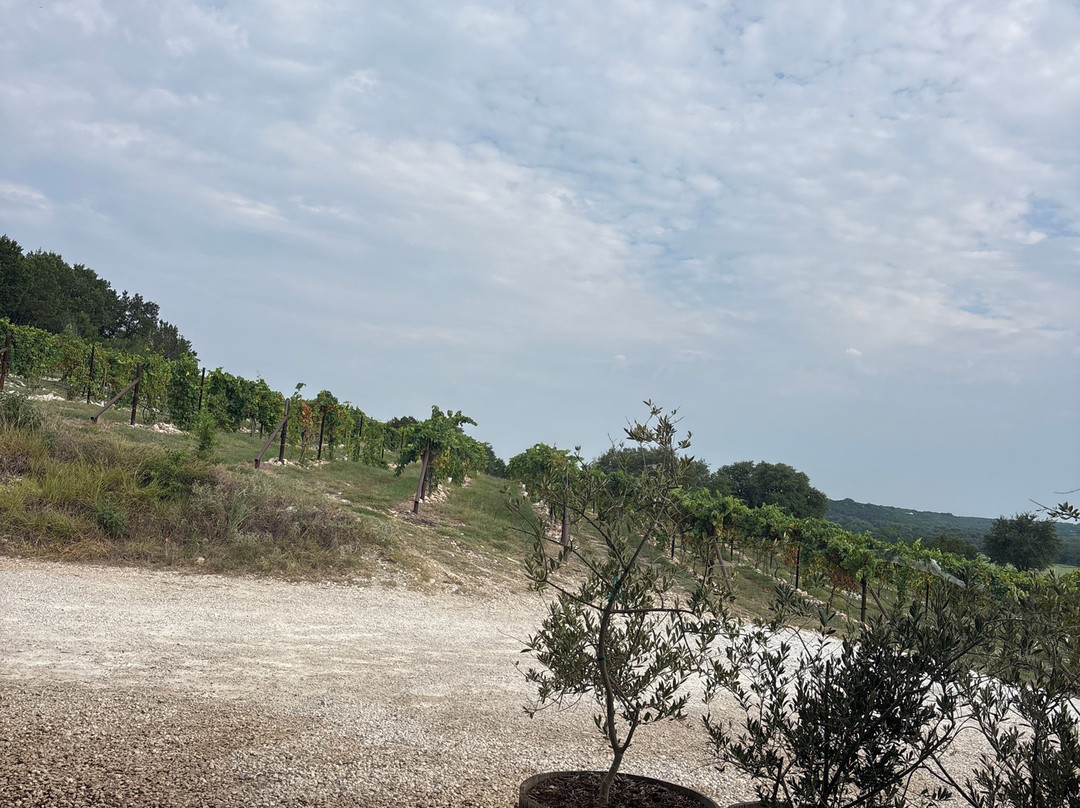 Valley Mills Vineyards-韦科必去景点