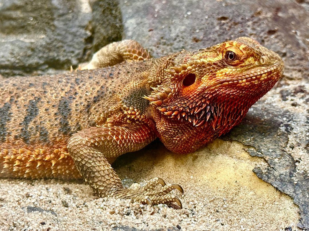 Insectarium de Lizio-Lizio必去景点