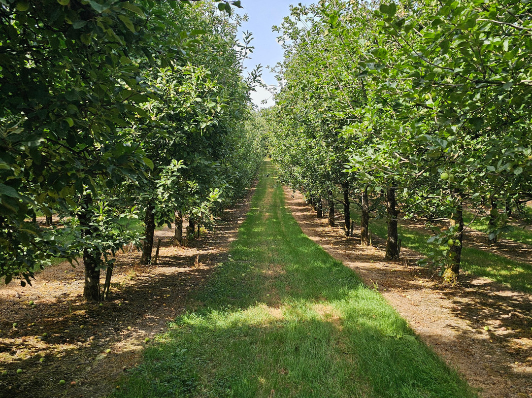 Healeys Cornish Cyder Farm-Penhallow必去景点