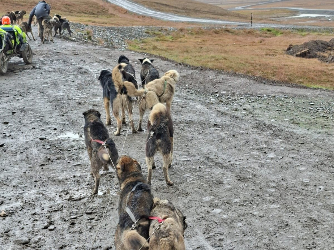 Green Dog Svalbard-朗伊尔城必去景点