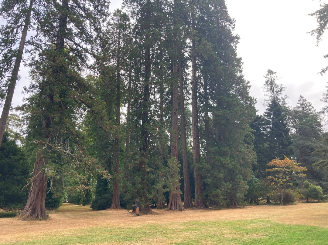 Westonbirt Arboretum-泰特伯里必去景点