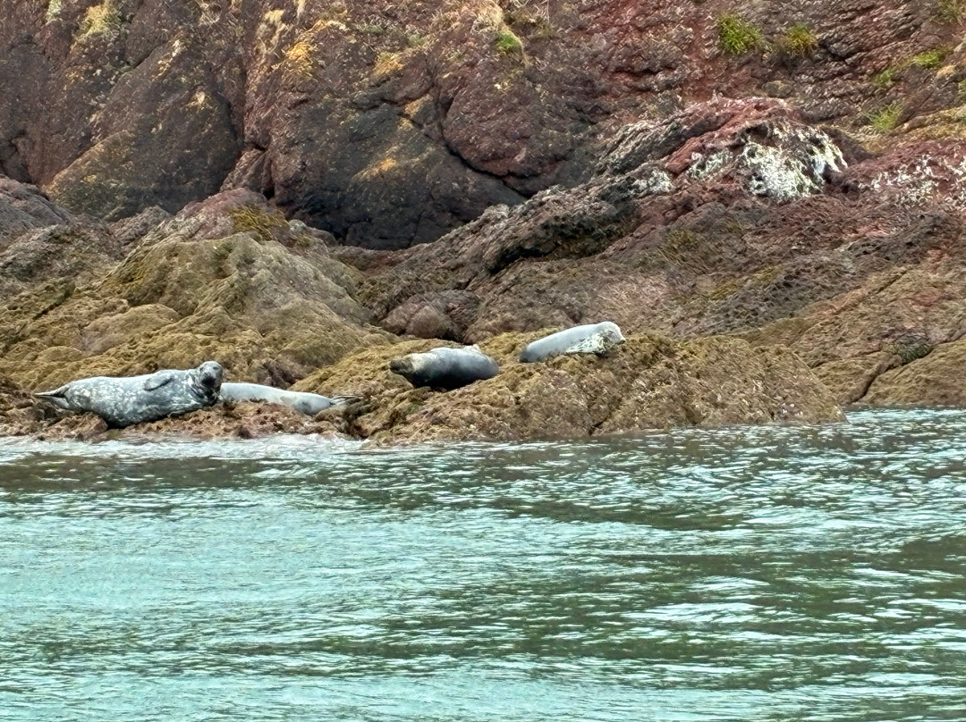 Saundersfoot Sea Safari-桑德斯富特必去景点