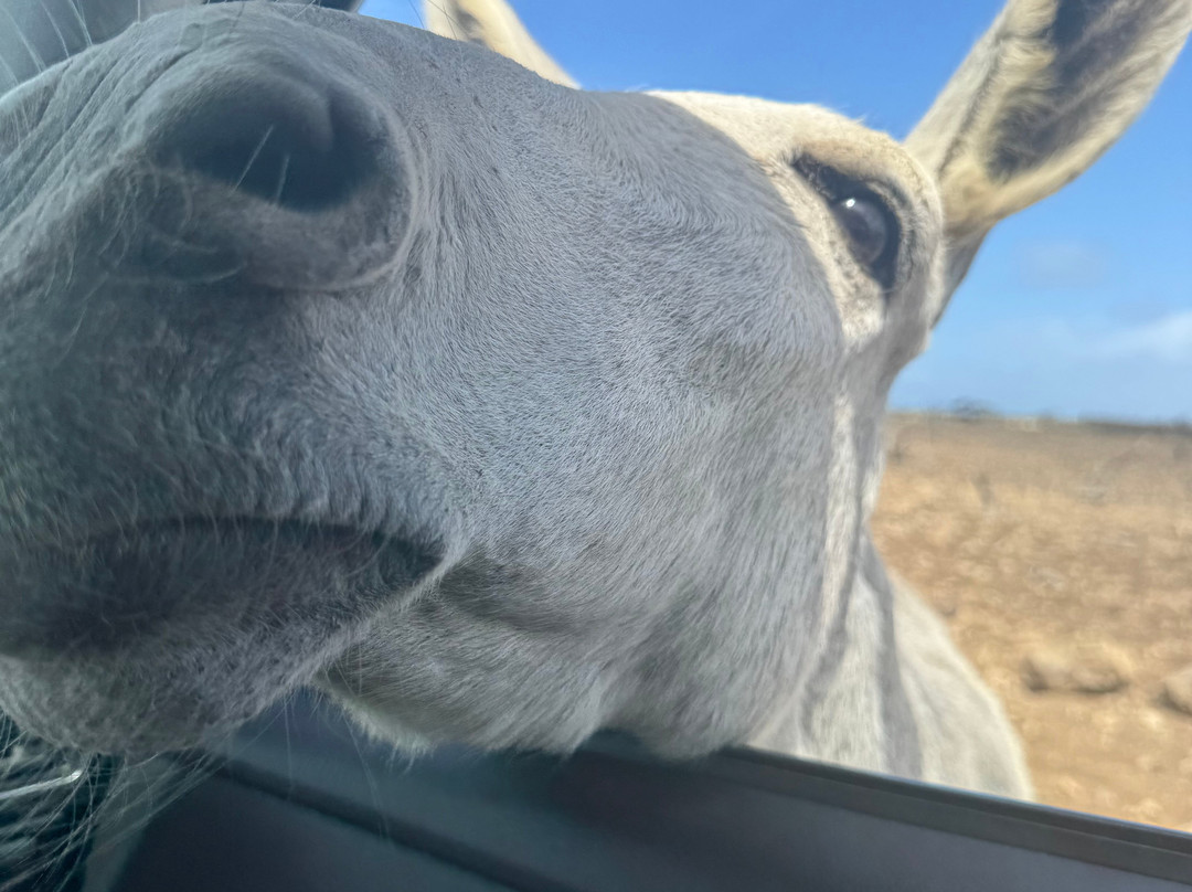 Donkey Sanctuary Bonaire-博奈尔岛必去景点