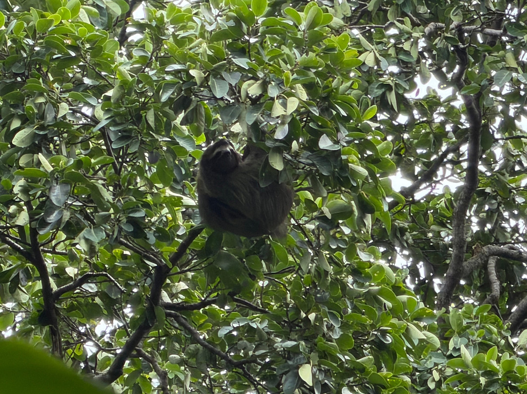 The Biologist from Cahuita-卡维塔必去景点
