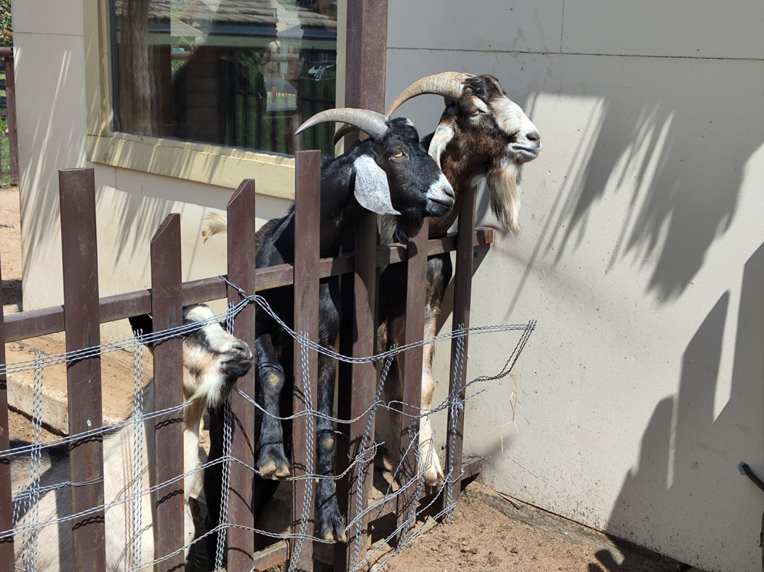 Animal Park-Baranovichi必去景点