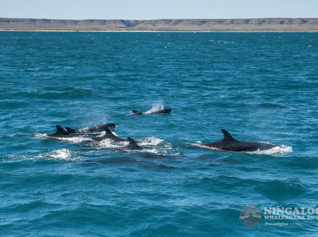 Ningaloo Whaleshark Swim-埃克斯茅斯必去景点