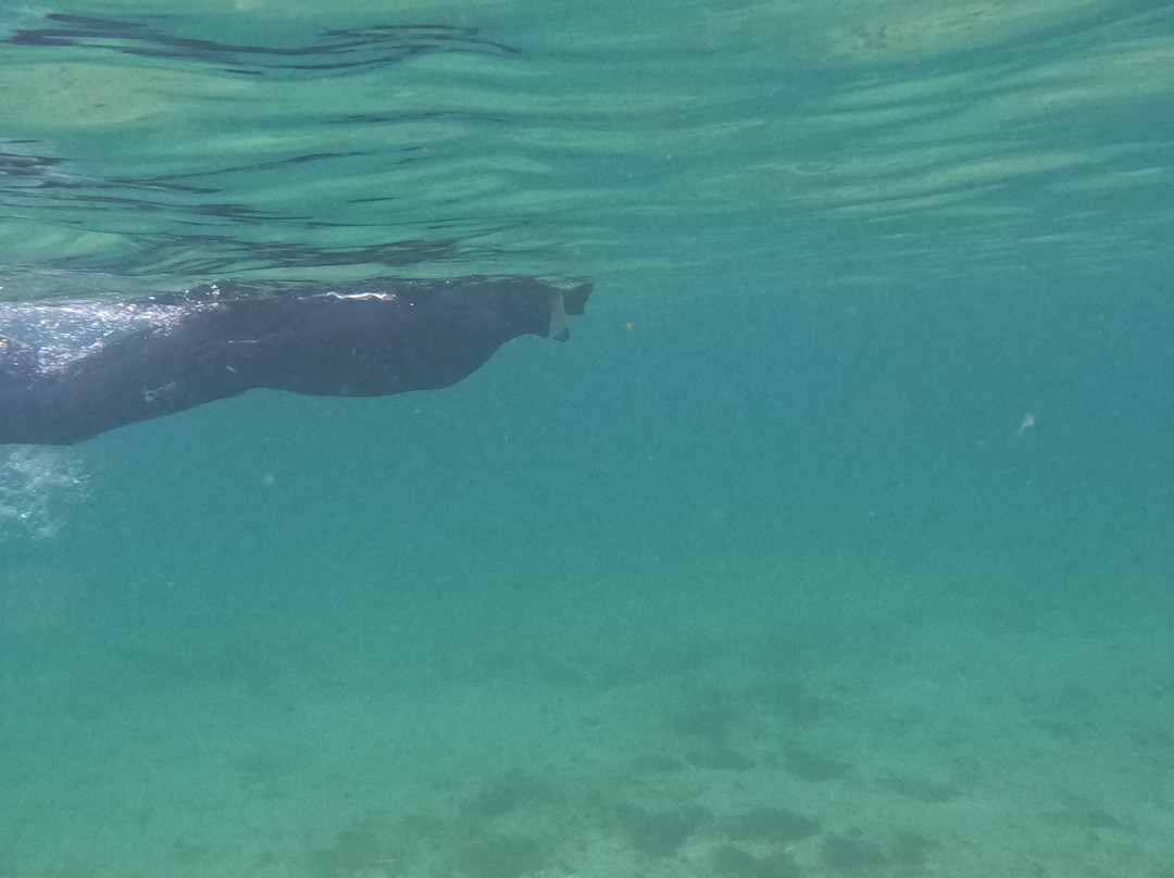 Basking Shark Scotland-奥本必去景点