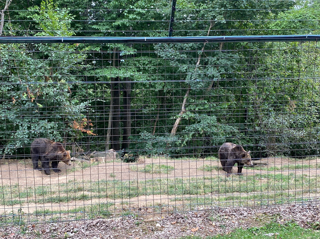 Libearty Bear Sanctuary Zarnesti-Zarnesti必去景点