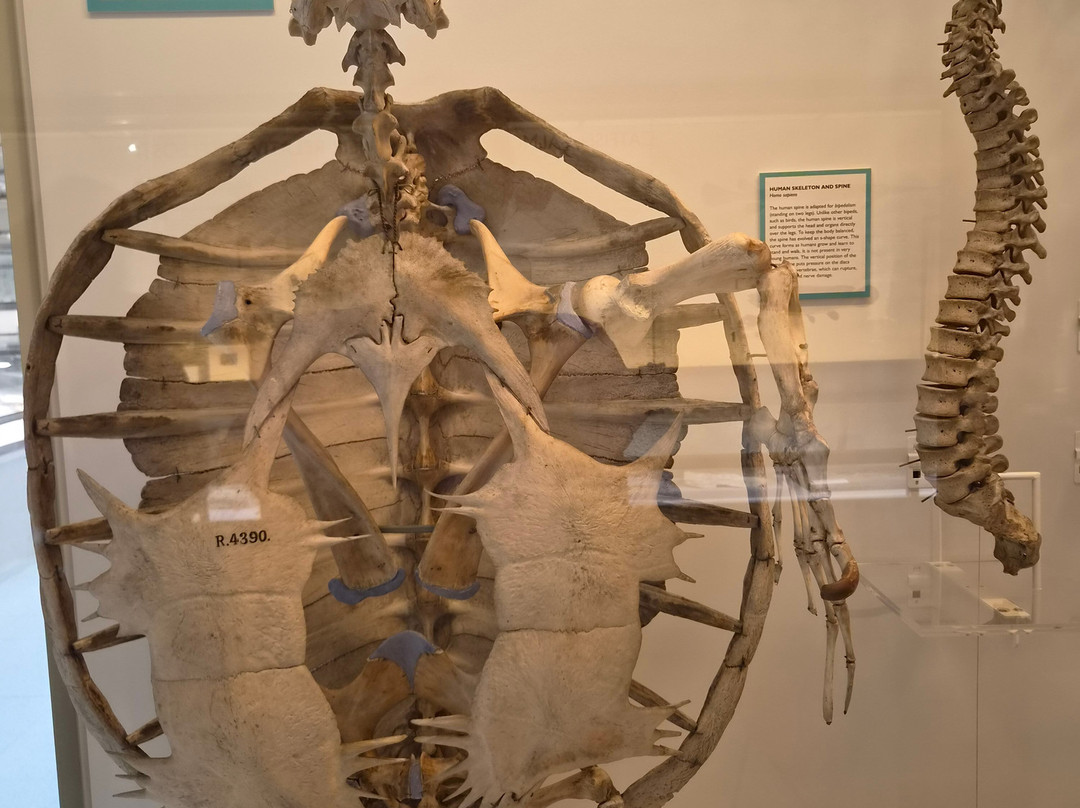 University Museum of Zoology-剑桥必去景点
