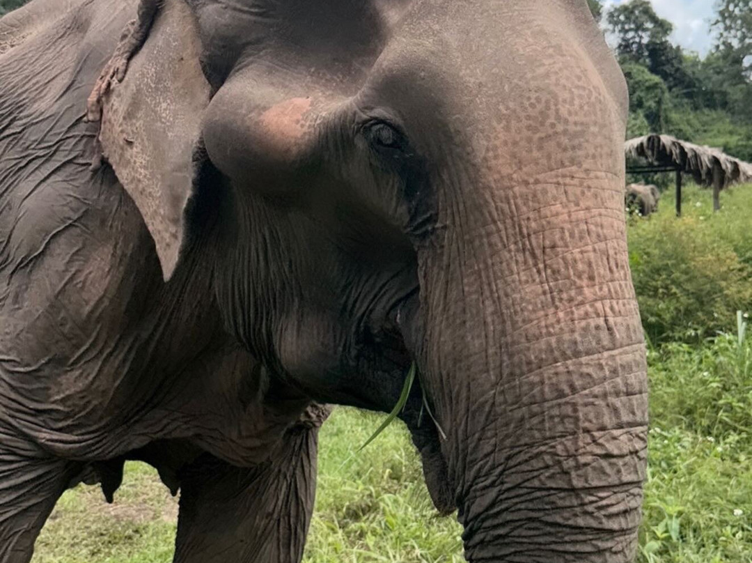Lanna Kingdom Elephant Sanctuary-清迈必去景点