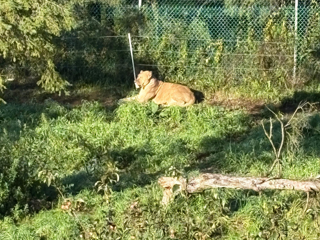 Jungle Cat World Wildlife Park-Orono必去景点