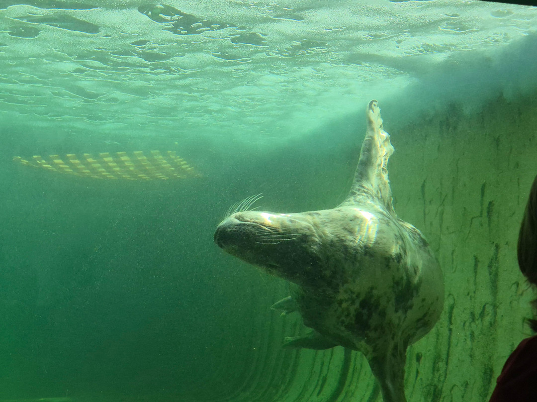 Cornish Seal Sanctuary-Gweek必去景点