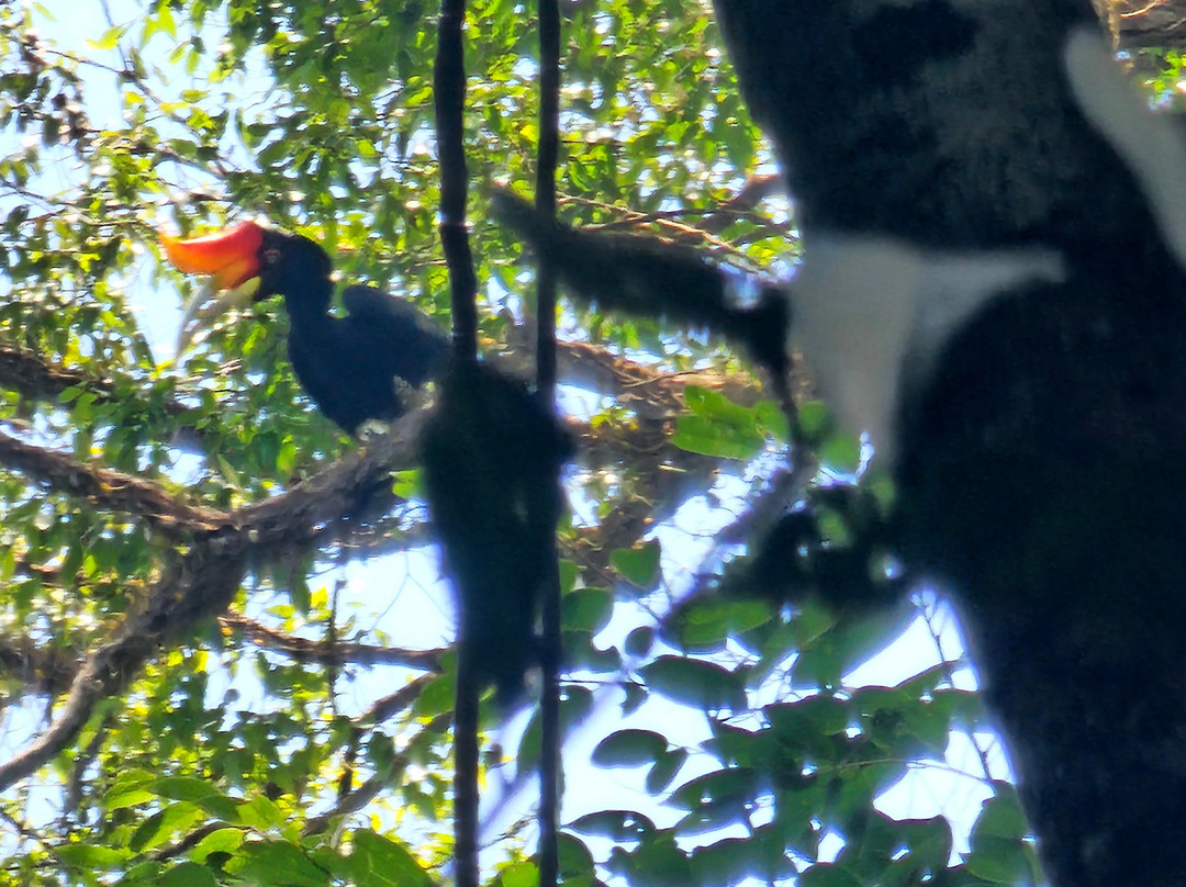 Trekking Orangutan Sumatra-武吉拉旺必去景点