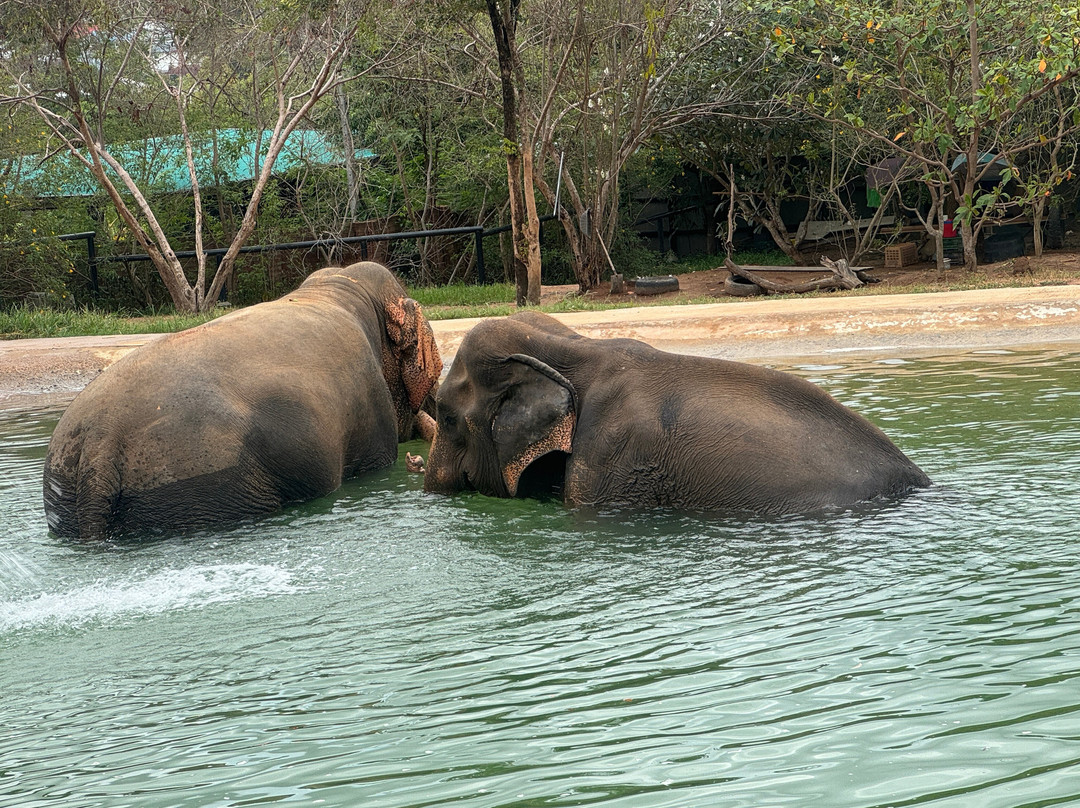 Samui Elephant Sanctuary-波普特必去景点