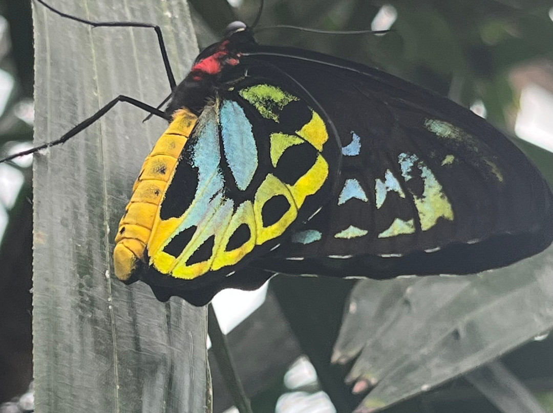 Mariposario del Drago-伊科德洛斯维诺斯必去景点