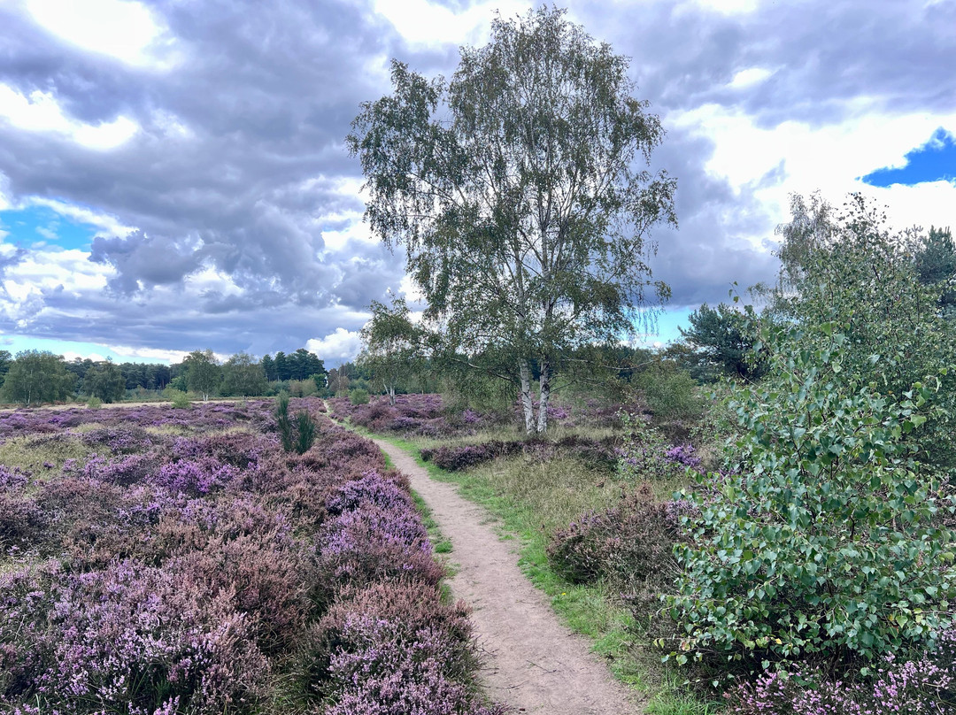 Brandon Country Park-Brandon必去景点