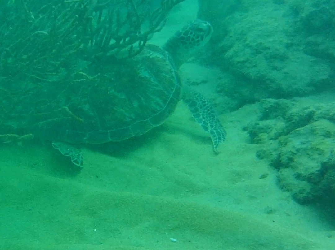 Juara Scuba Academy-刁曼岛必去景点