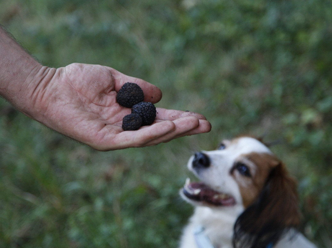 Mati - Truffle-Vipava必去景点