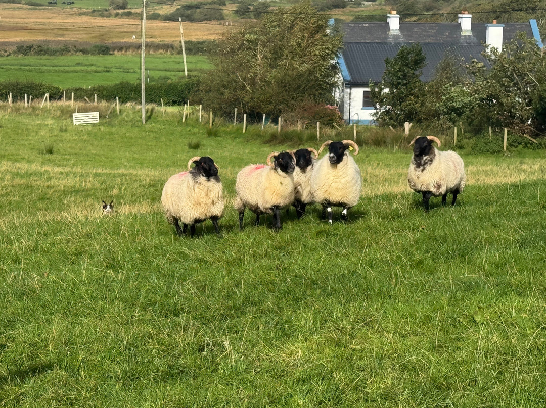 Atlantic Sheepdogs-Grange必去景点