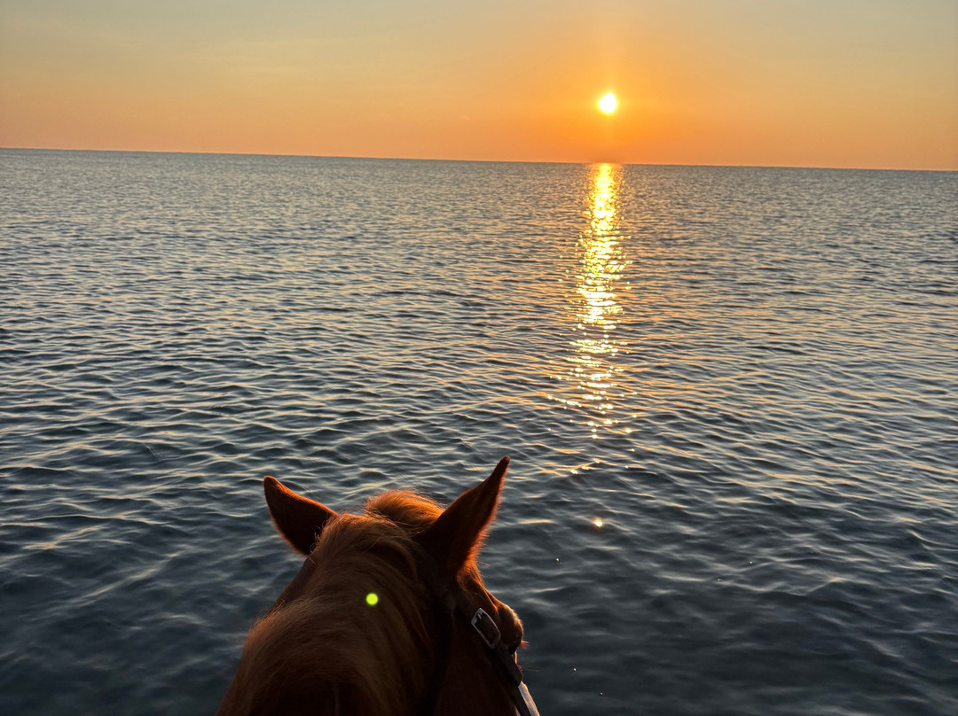 Family Horses 373-5361953-Marina di Ginosa必去景点