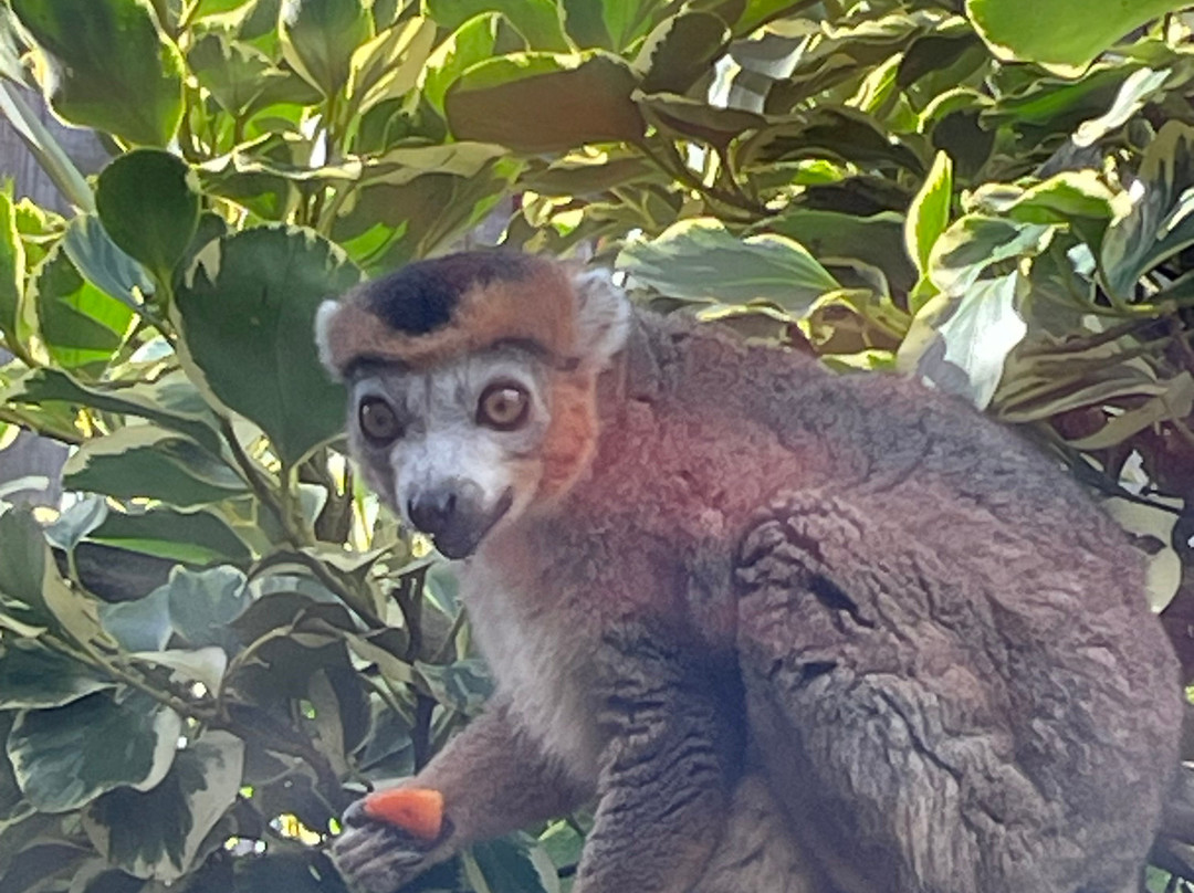 Newquay Zoo-纽奎必去景点