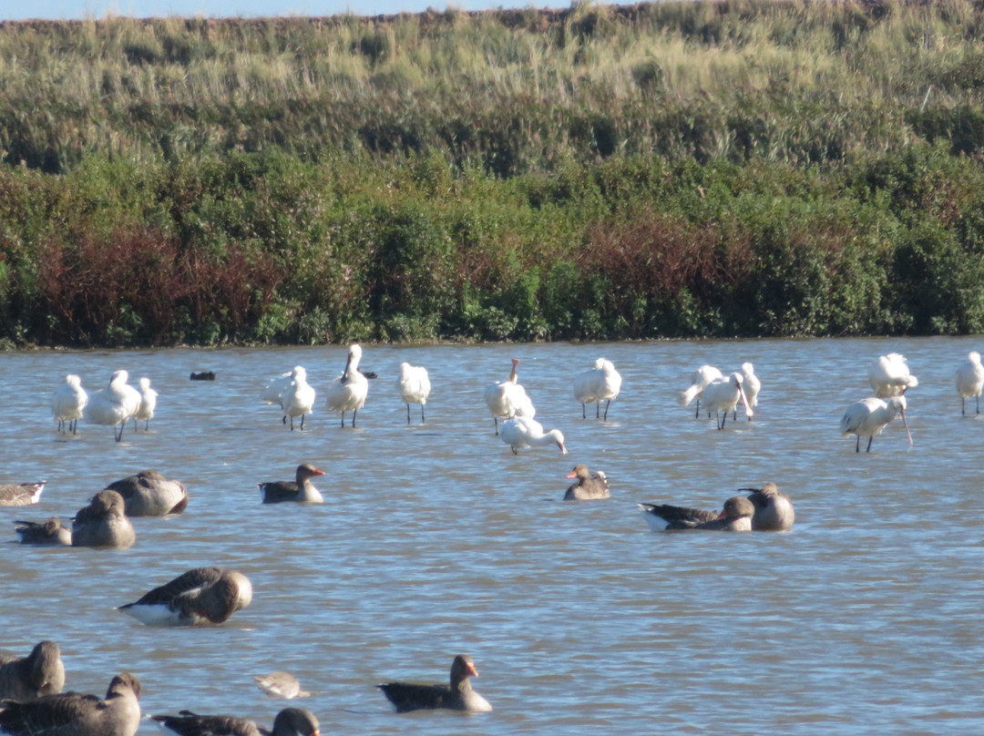 RSPB Titchwell Marsh-Titchwell必去景点