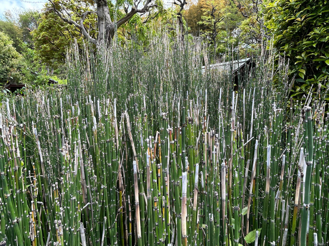 Yakushino Izumi Garden-板桥区必去景点