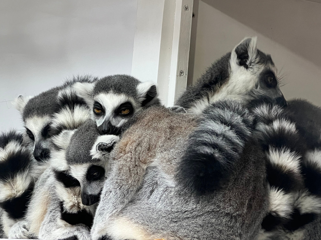 Welsh Mountain Zoo-科尔温湾必去景点