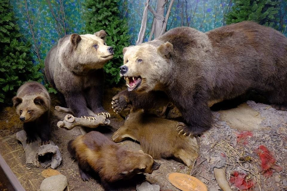 The Den - Jasper's Wildlife Museum景点图片