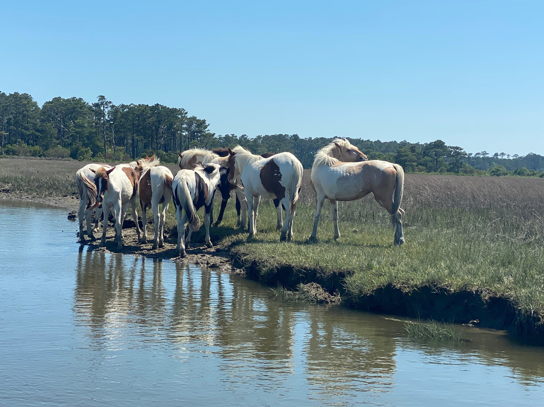 Cowboy Cruise Company景点图片