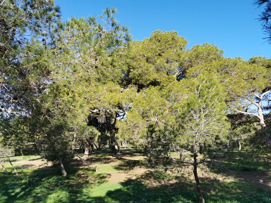 Pinares de Rostrogordo-梅利利亚必去景点