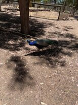 Toy Factory and Big Rocking Horse-Gumeracha必去景点