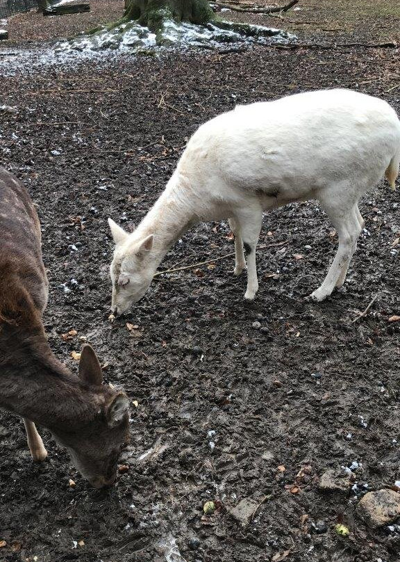 Animal enclosure at the Schwanenteich