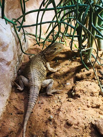 Reptilien Zoo Forchtenstein-Forchtenstein必去景点