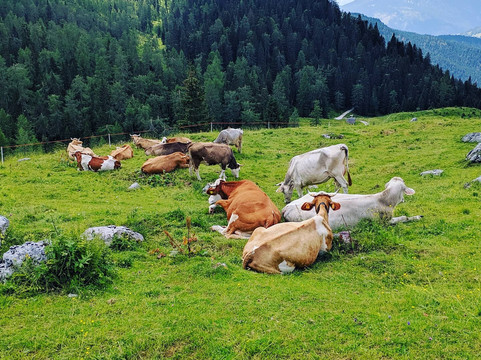 Anello di Casera Tuglia da Forni Avoltri