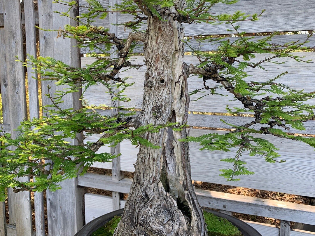 Huntington Japanese Garden-圣玛利诺必去景点