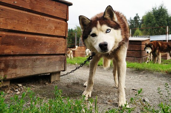 Туристический эко-комплекс HUSKY MOA景点图片