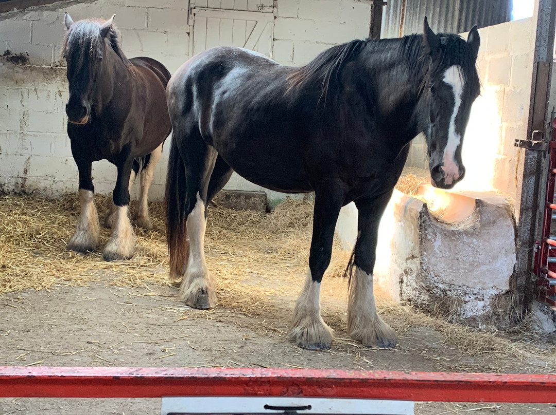 Dyfed Shire Horse Farm-Eglwyswrw必去景点