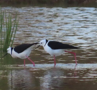 Bowra Wildlife Sanctuary-Cunnamulla必去景点