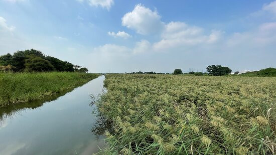 米埔自然保护区景点图片