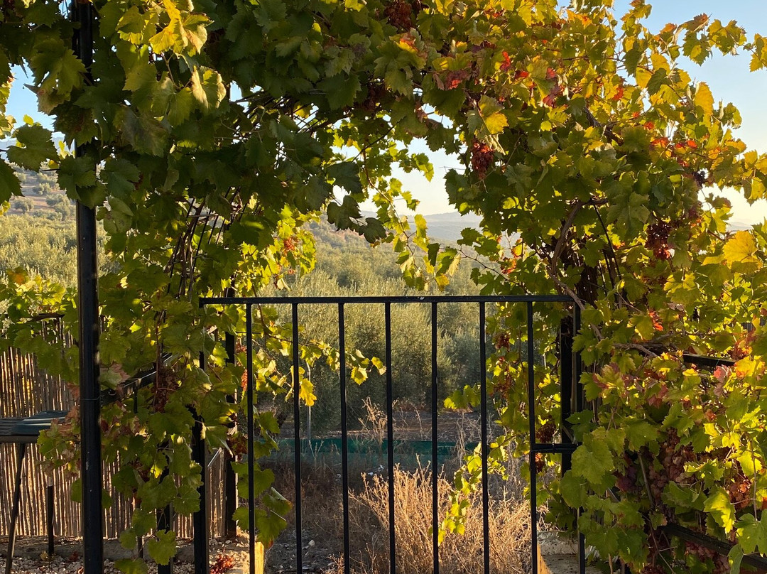 Casa Olivar B&B