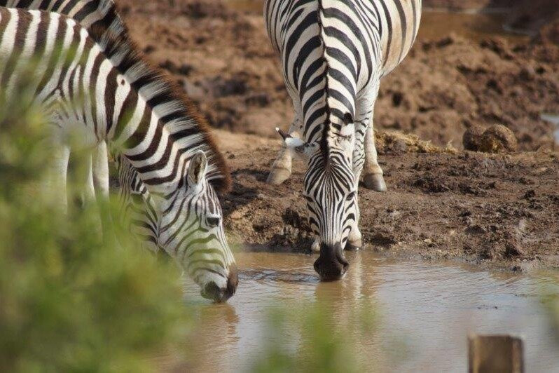 BEST Kilimanjaro CLIMB | HIKE | BIKE TREK | Tanzania Safaris from Moshi & Arusha